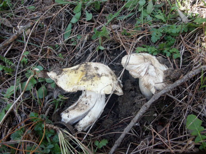 Tricholoma.